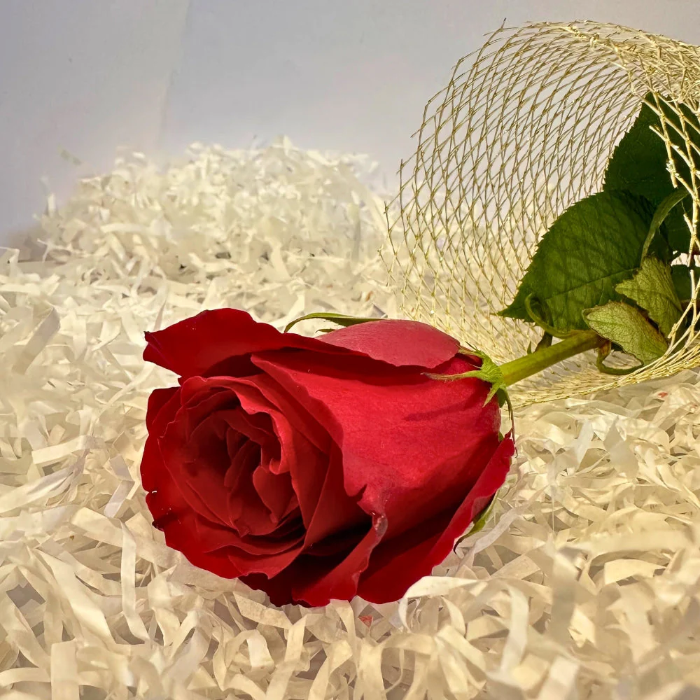 The One For You - Image 8