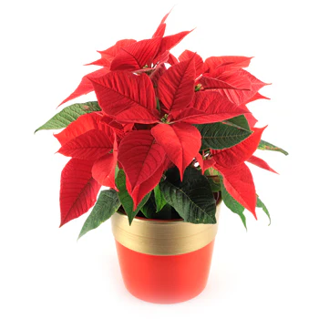 Poinsettia Plant - UK
